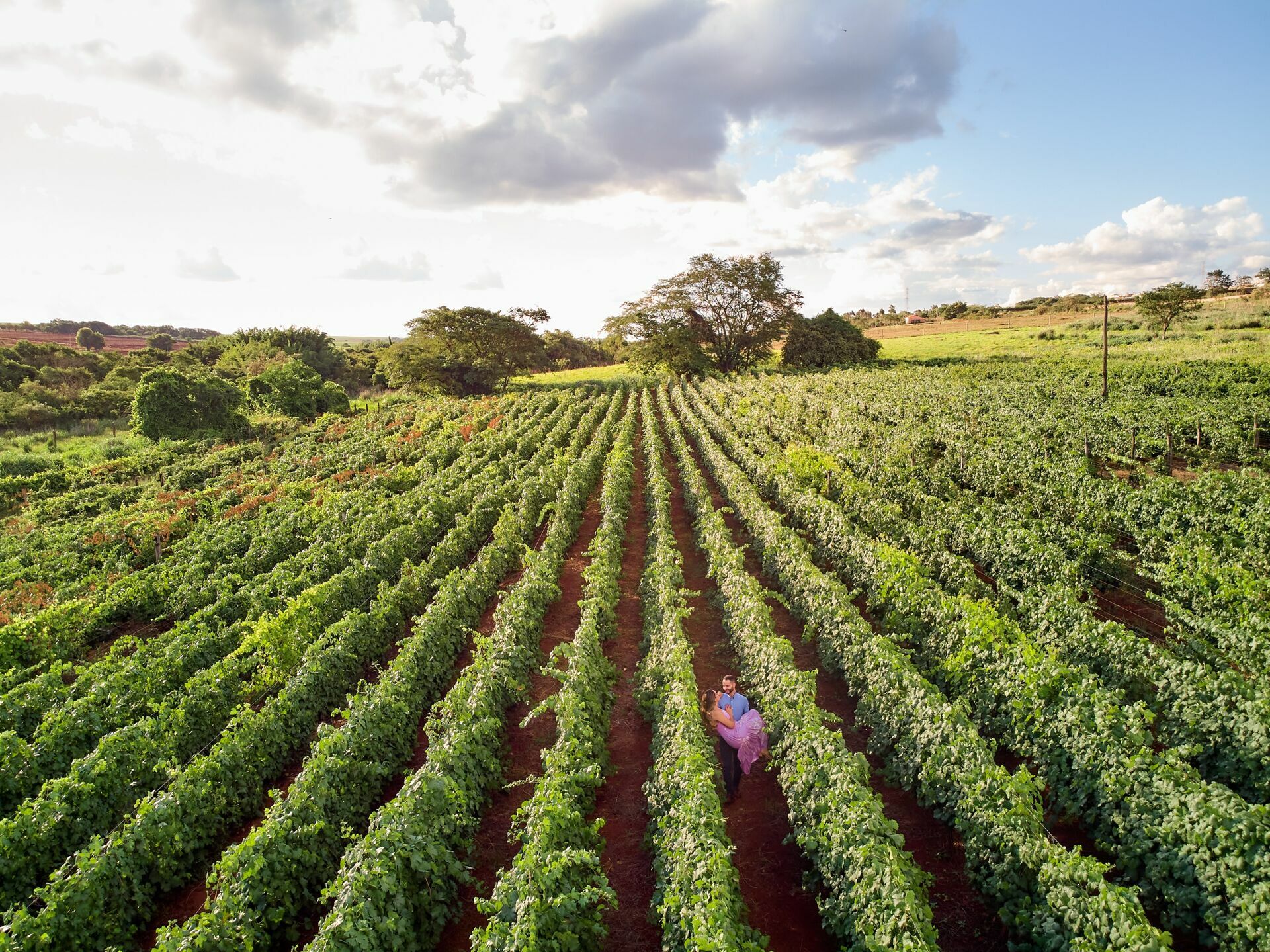 Foto Ensaio perfeito na Vinicola  - Imagem 28