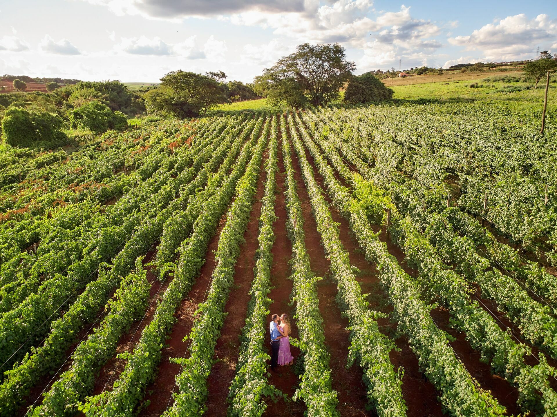 Foto Ensaio perfeito na Vinicola  - Imagem 27